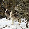 720A Howling Wolves 
