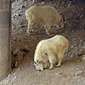 Mountain goat salt lick